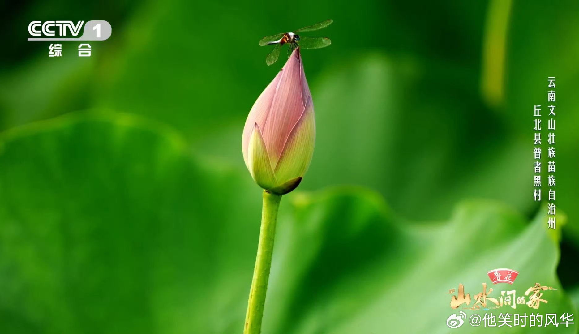 云南颜值太能打了 跟随撒贝宁和于适的脚步，探索普者黑村的奥秘！喀斯特地貌造就的仙