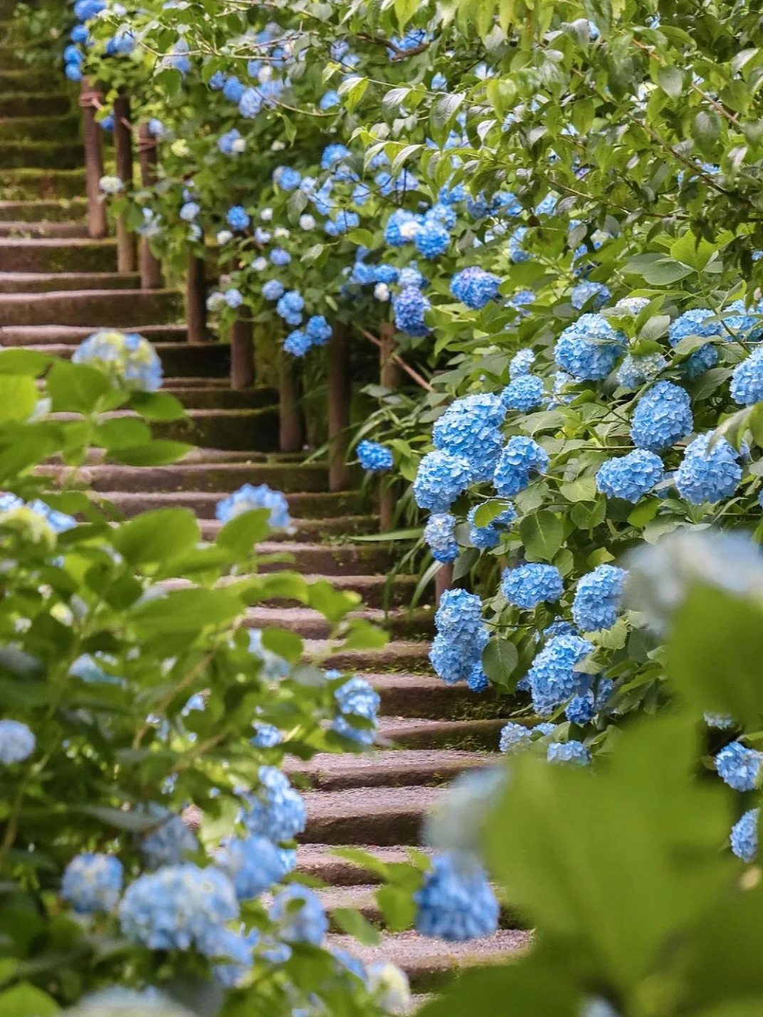 六月是属于镰仓的💙一起去赏超美绣球花吧！