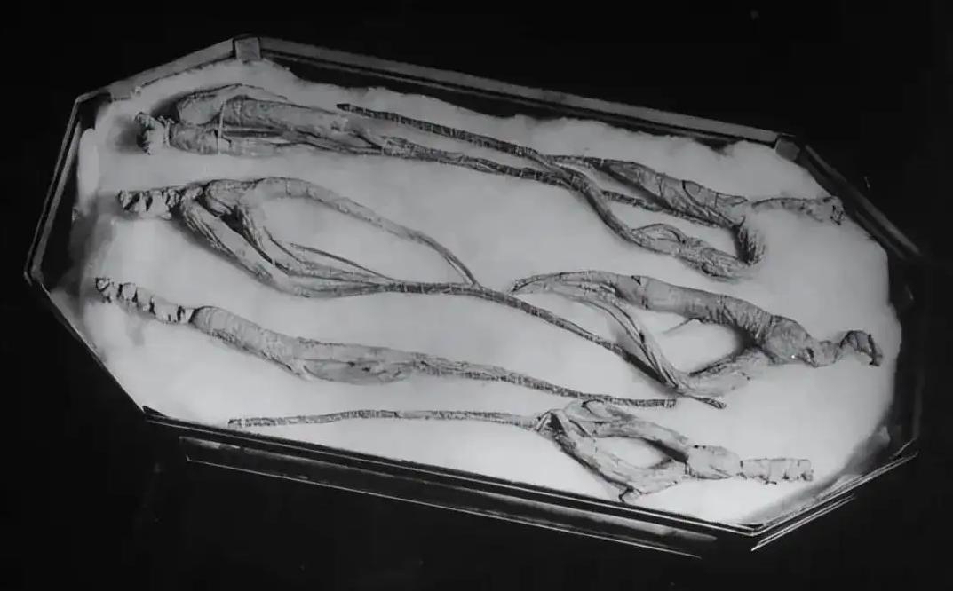 民国时期野生人参价格是黄金的十倍
《银元时代生活史》的作者陈存仁这么写：我说“人