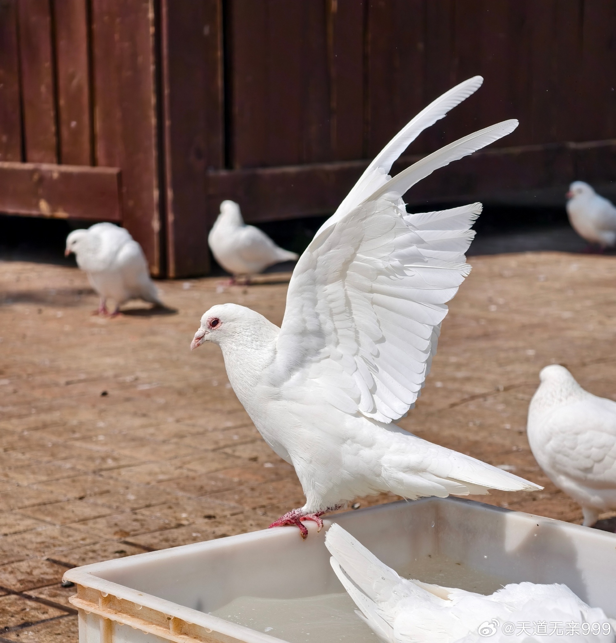 中国人才是地球上真正的战斗民族。从商代有甲骨文记载以来，中国4000多年的历史里
