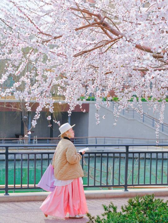 3.14实况“上春山”赏花🌸拍照📸 十里堡平替