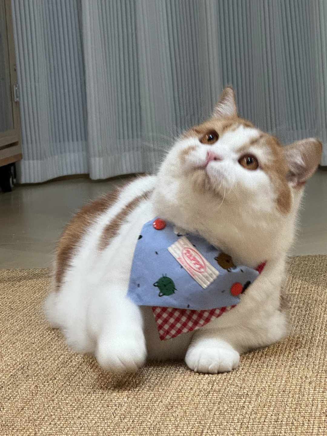 今日份可爱喵