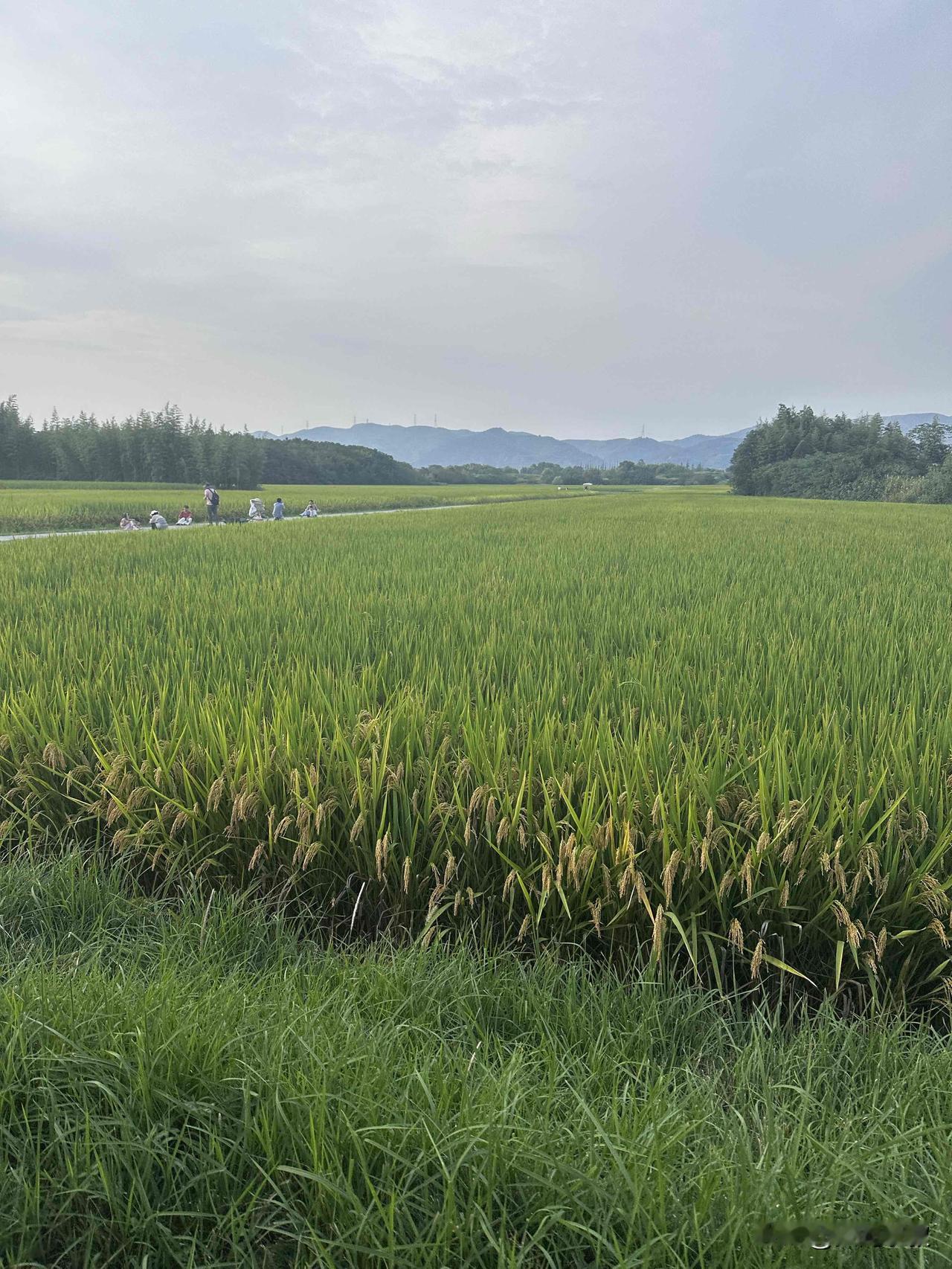 不再盼着退休了。

我有个男性长辈，今年才58岁，突然就生病了，听说不乐观，不知