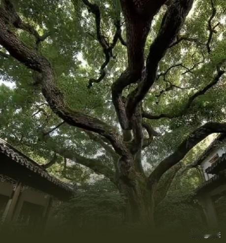 茶院候知音
 
古木参天蔽日阴，庭中茶事待知音。寻常院落寻常景，一盏清茗醉寸心。