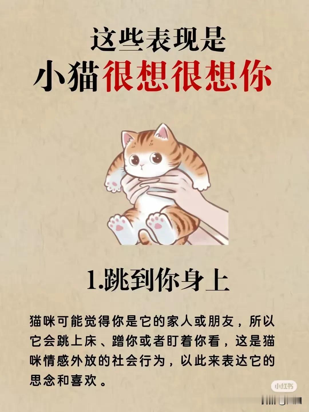 这些行为是小猫在表达想你了，不要再傻傻的不知道了