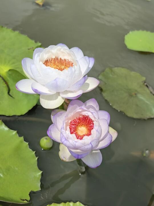 澳洲睡莲