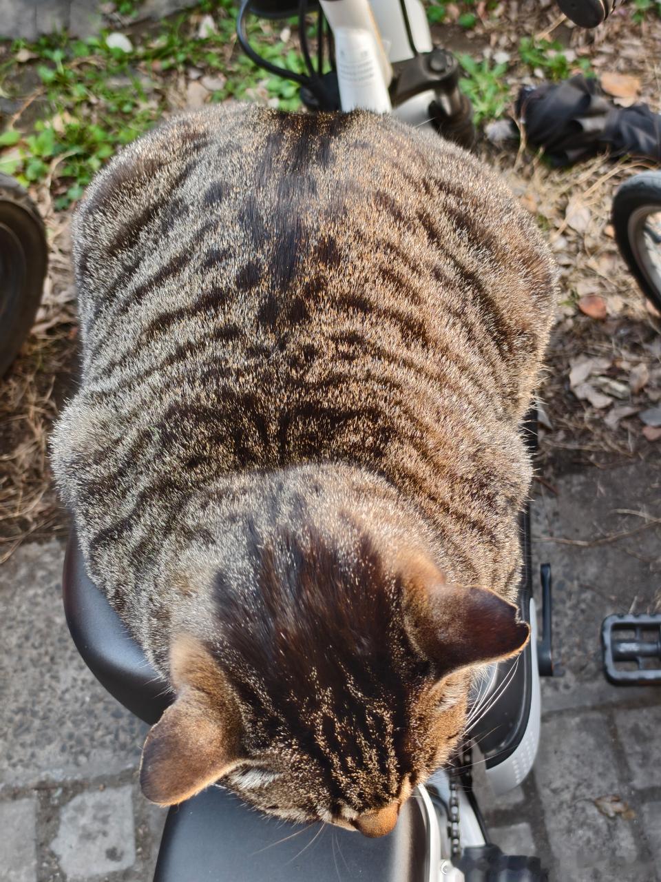 49385【丑猫】匹诺曹之猫舔毛 