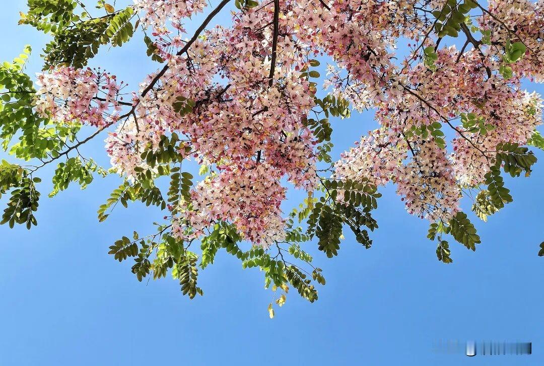 雨后厦门蓝[赞][送自己一朵花]