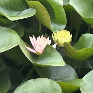 梦里花落知多少啊