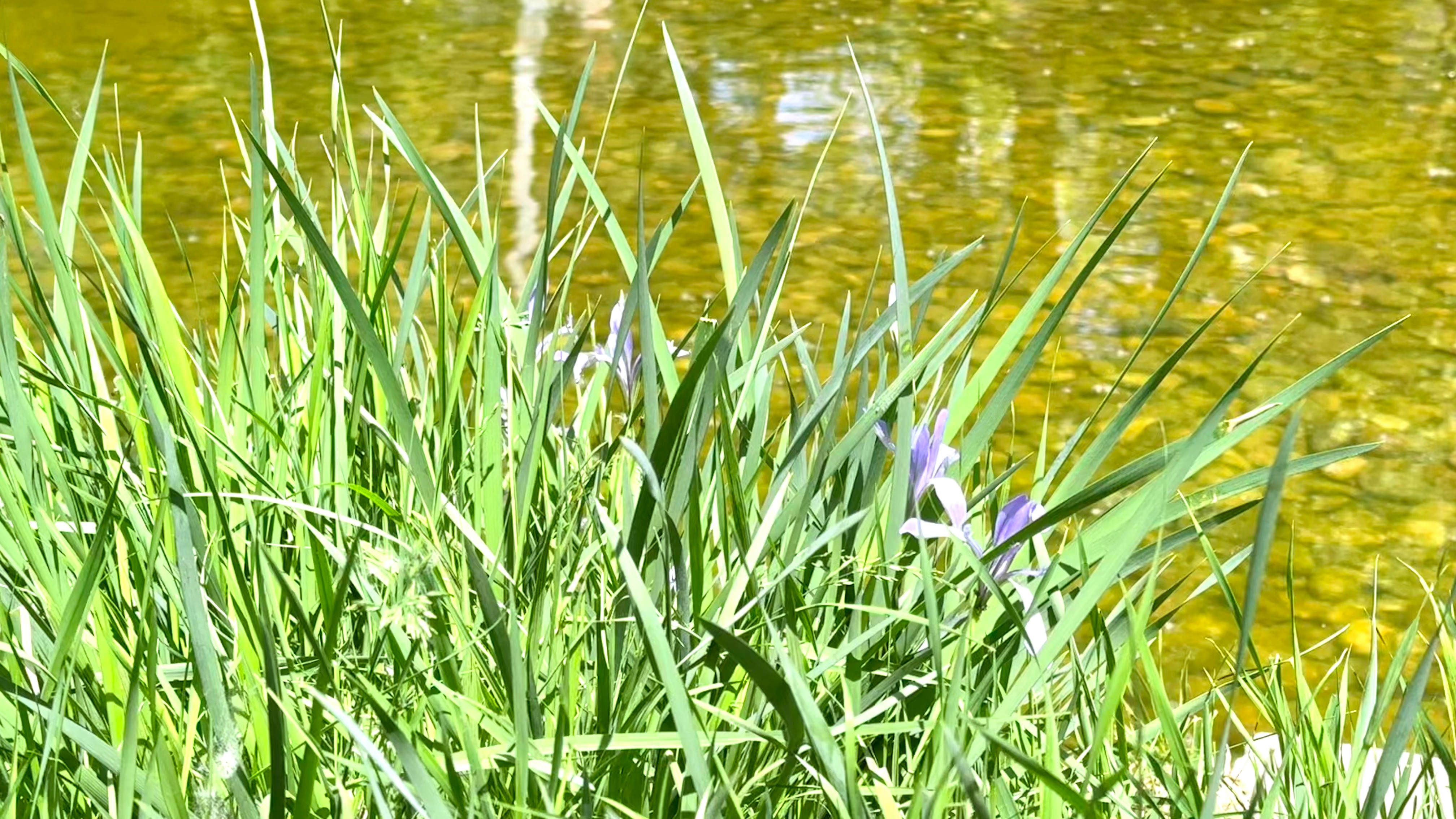 马蔺。立夏。 