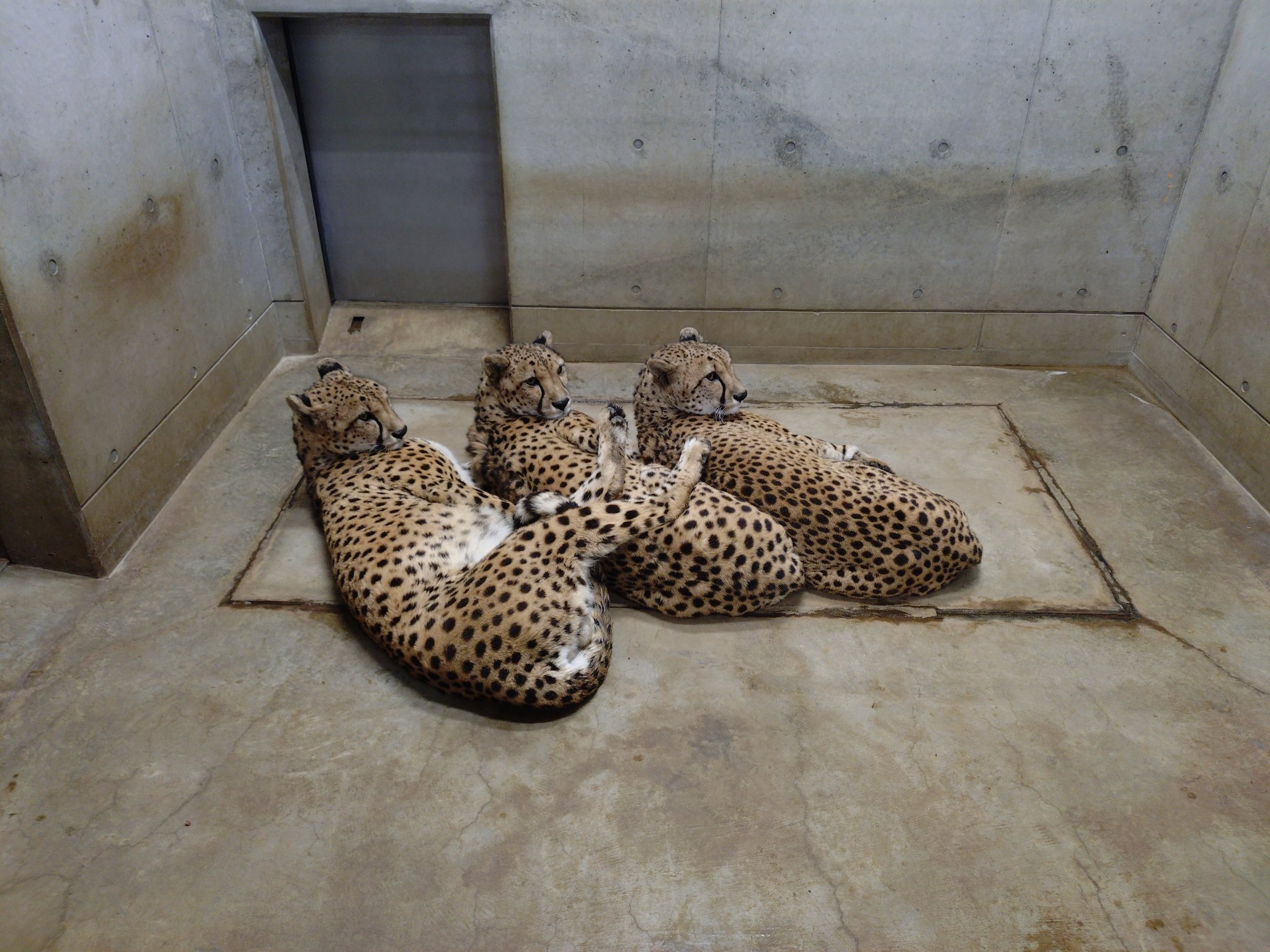 千叶市动物园的三小只猎豹长大啦~晚上在内室休息的时候，感情好到总是挤作一团~好吧