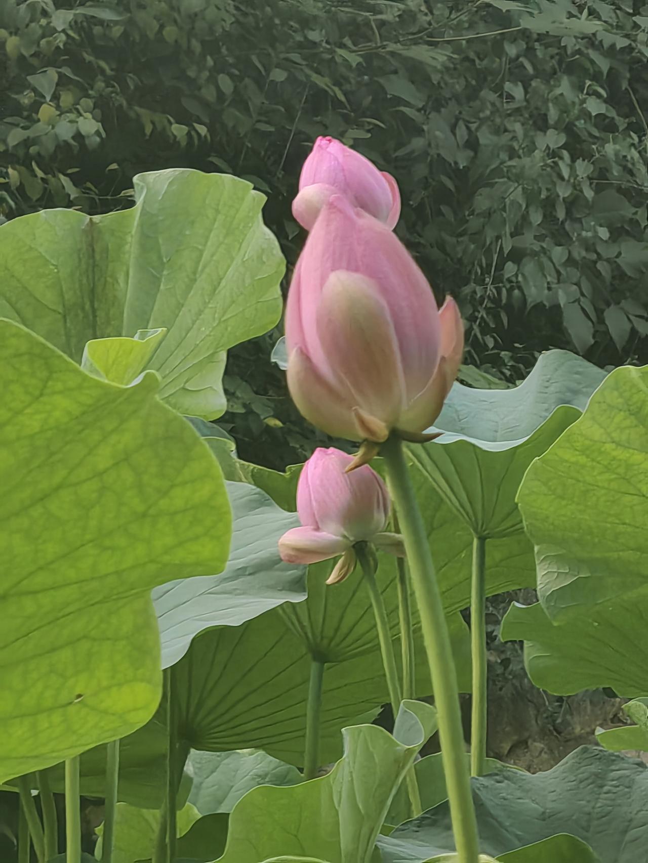 送孩子去上完英语课，顺路拐进公园闲逛，没想到撞见了今夏第一池盛放的荷花，瞬间被眼