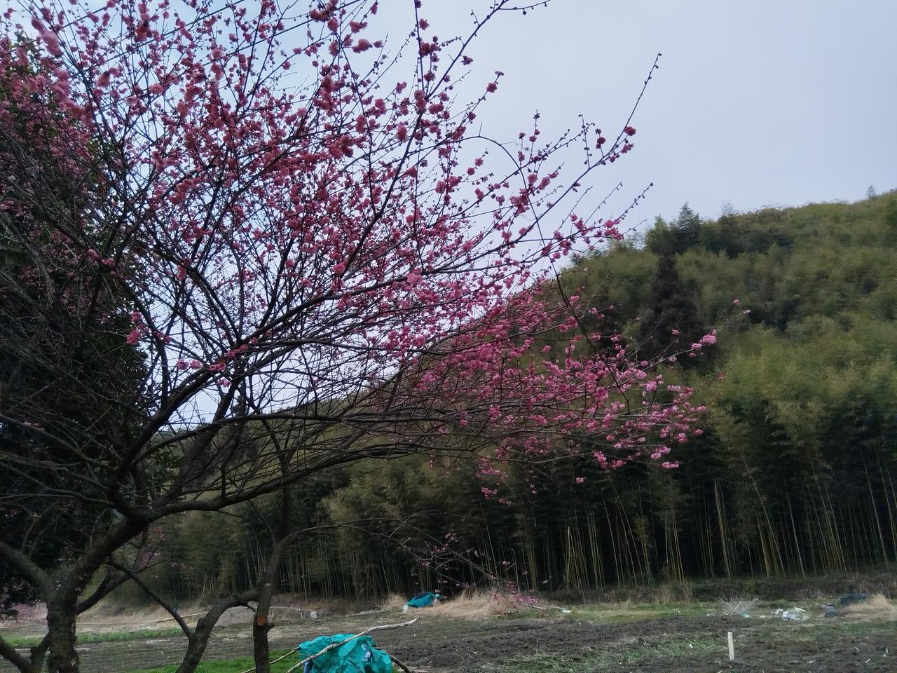 谁有花草照片，可以晒下吗