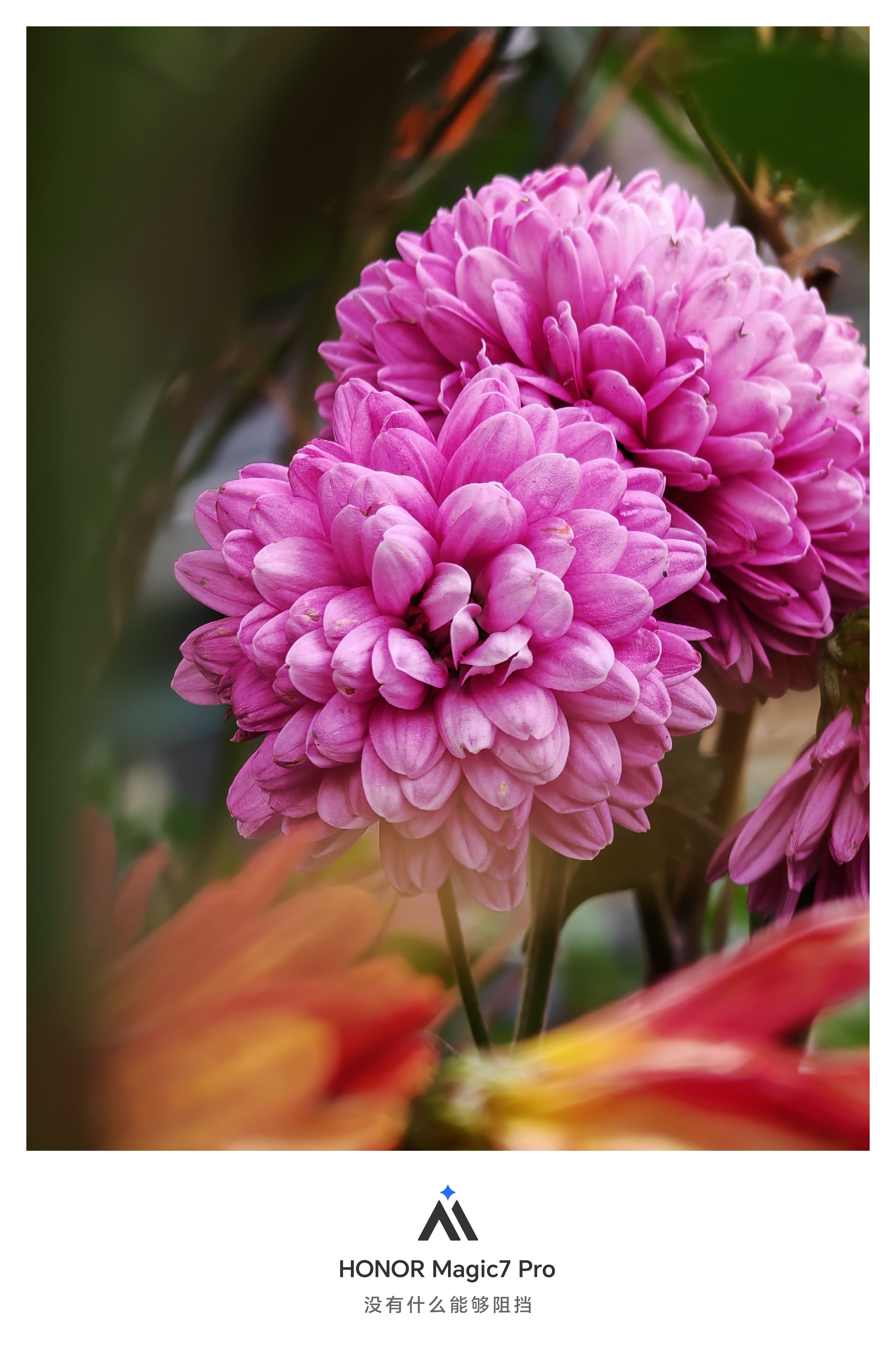 又是羡慕上海下雪的一天，苏州虽说没有骄阳似我，夜没有下雪，只不过零星下了点毛毛雨