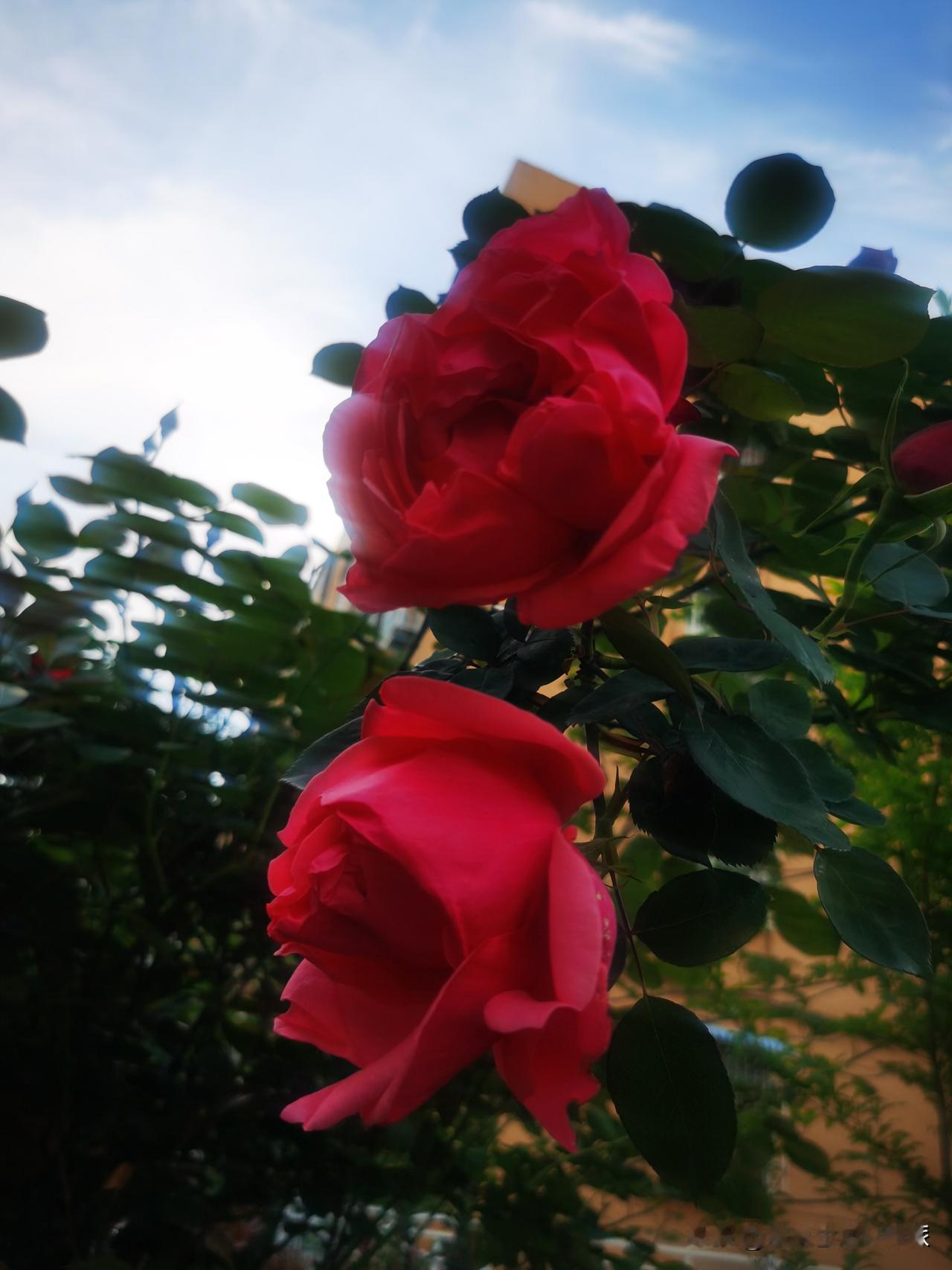 春天是热闹的季节，

喧闹繁华。

喧闹是鸟儿鸣唱，婉转清亮，极尽欢愉。

每个
