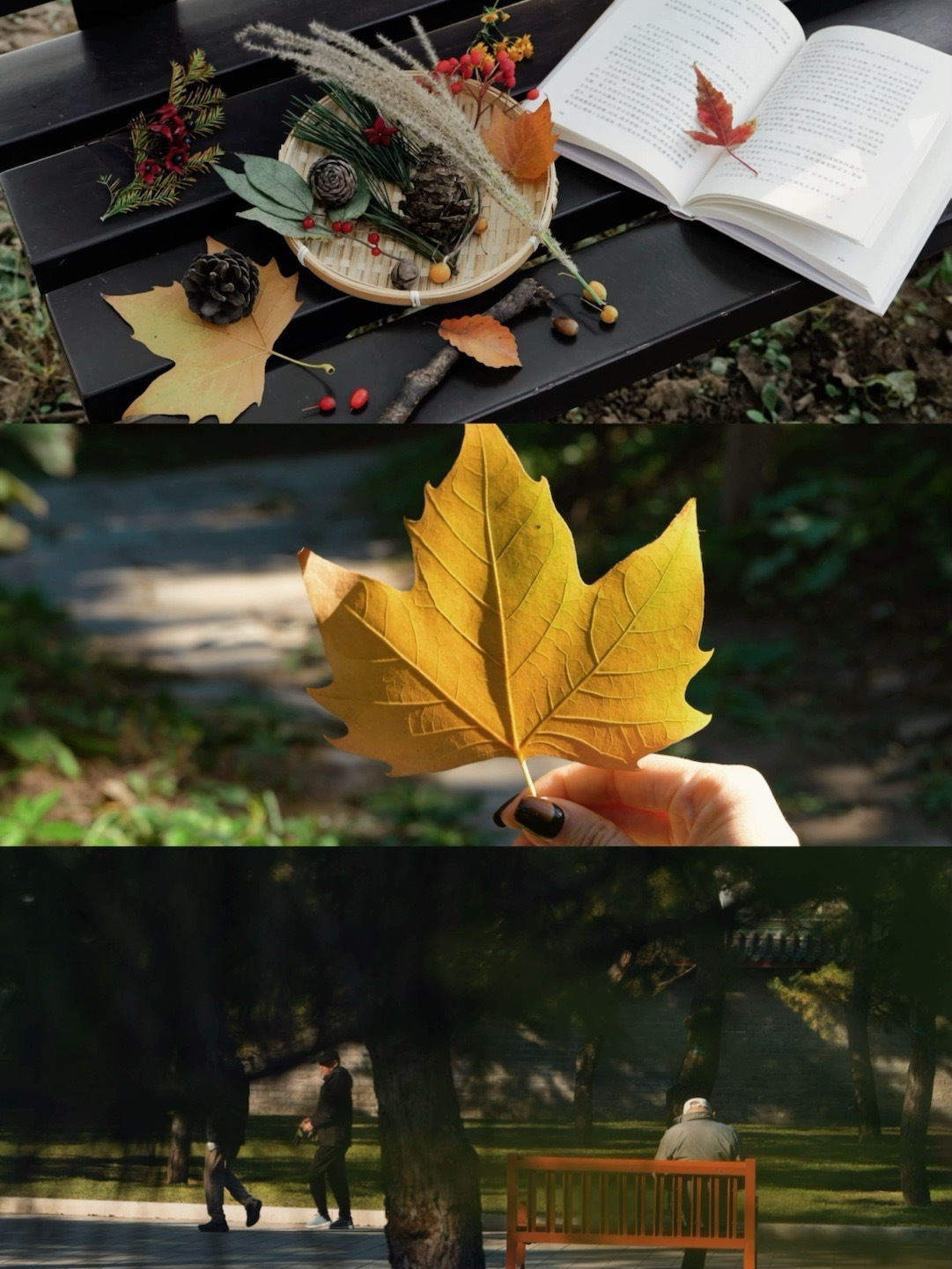 就是这周了！北京的秋天美疯了！北京的秋天，我愿称之为秋天的神级存在，红墙黄叶，就