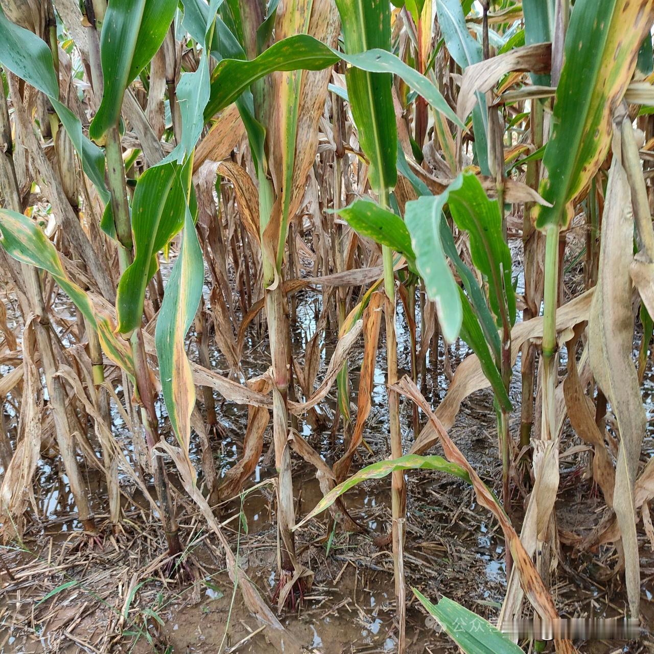 中秋吟
赵权力
恶风牵愁销桂魄，
冷月藏踪隐秦川。
万户抬头寻月迹，
千层墨云锁