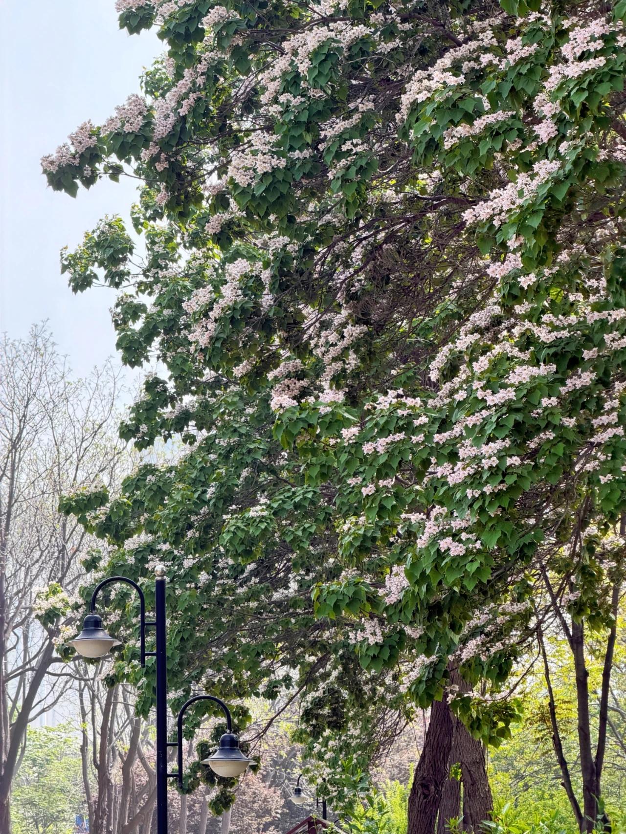 【石家庄市东环公园楸树迎来盛花期】近日，石家庄市东环公园230余株楸树迎来了盛花