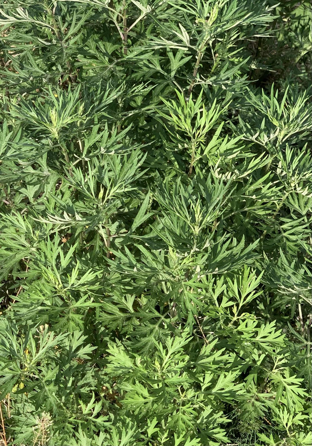 这是什么？艾草，野生艾草！
它不仅是驱蚊利器，更是餐桌美食，记得小时候跟着奶奶去