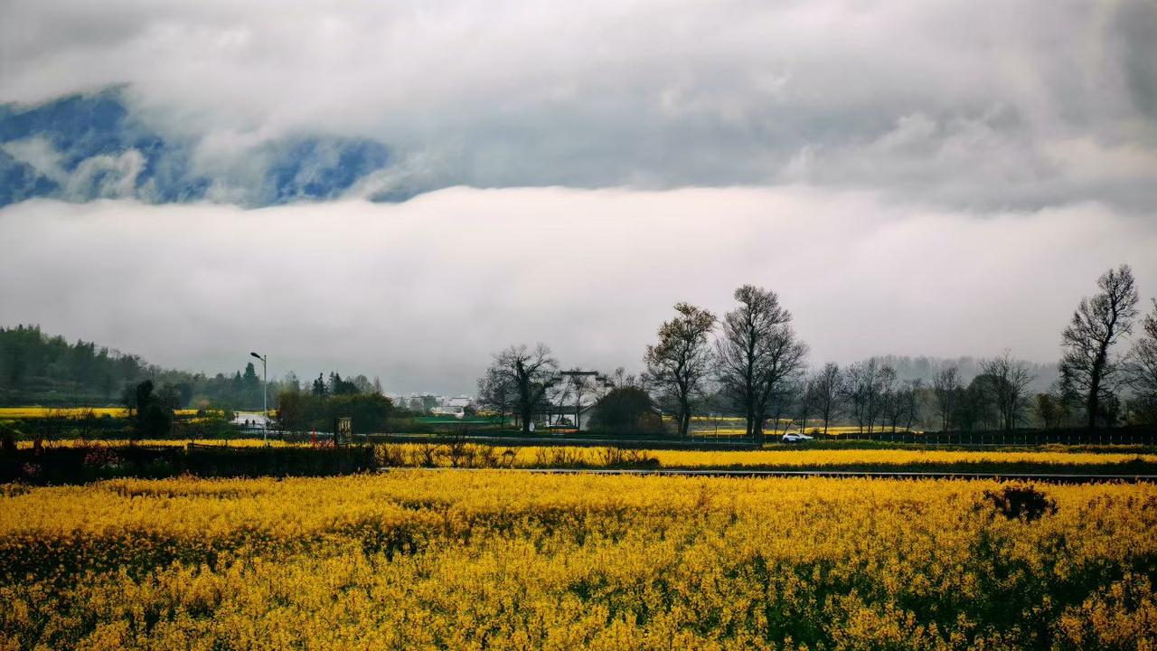 随手拍下的风景照云雾像轻纱缭绕在远山腰间，万顷油菜花田铺成一片暖金，灰蒙的天色衬