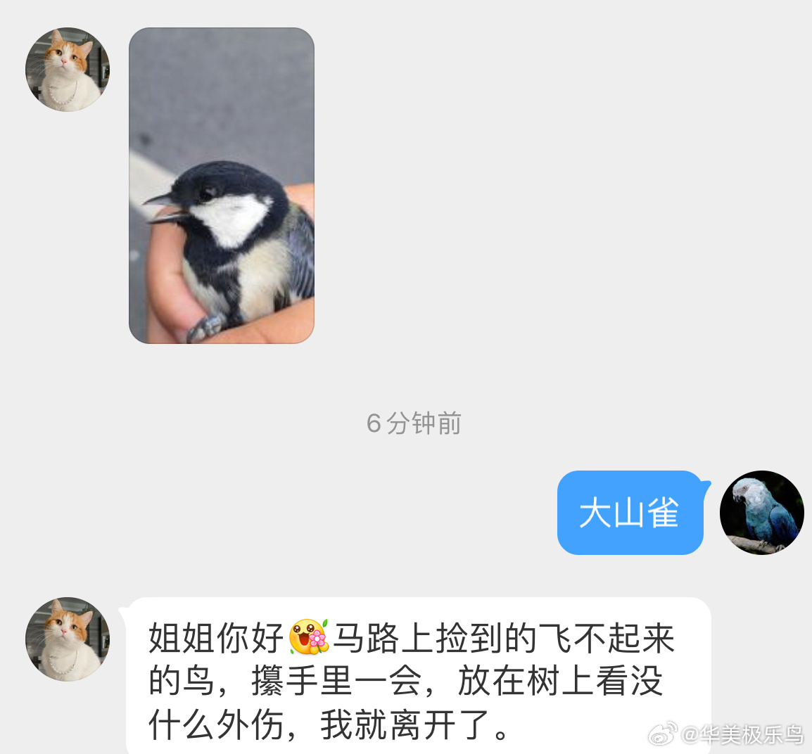 #鸟粉投稿# 马路上捡到的【大山雀】可能是穿越马路的时候被行驶的车辆撞到了让它休