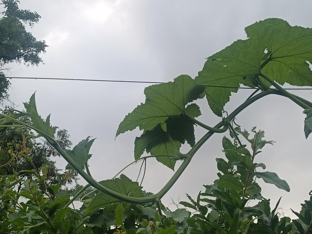 三体式的一个秘密，
你后腿的内裹是腰腹之劲牵引的，
而不是你刻意去把膝盖往里扣就