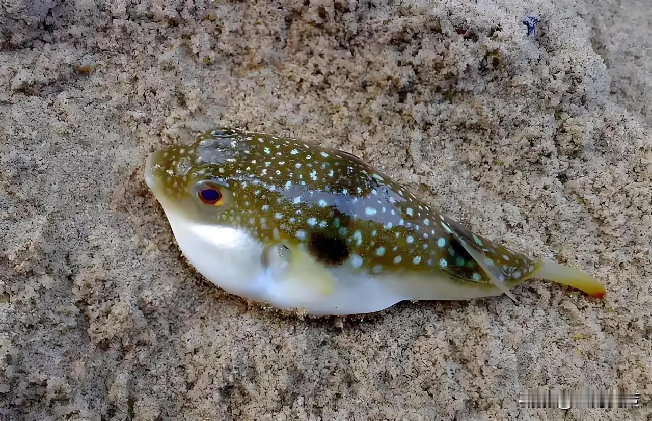 太狠了！北京，一男子在宾馆餐厅吃午餐，点了11条价值358元的菊黄河鲀鱼，现场吃