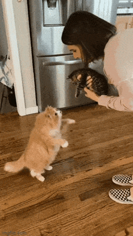 猫猫：你把它放下，抱我 ​​​