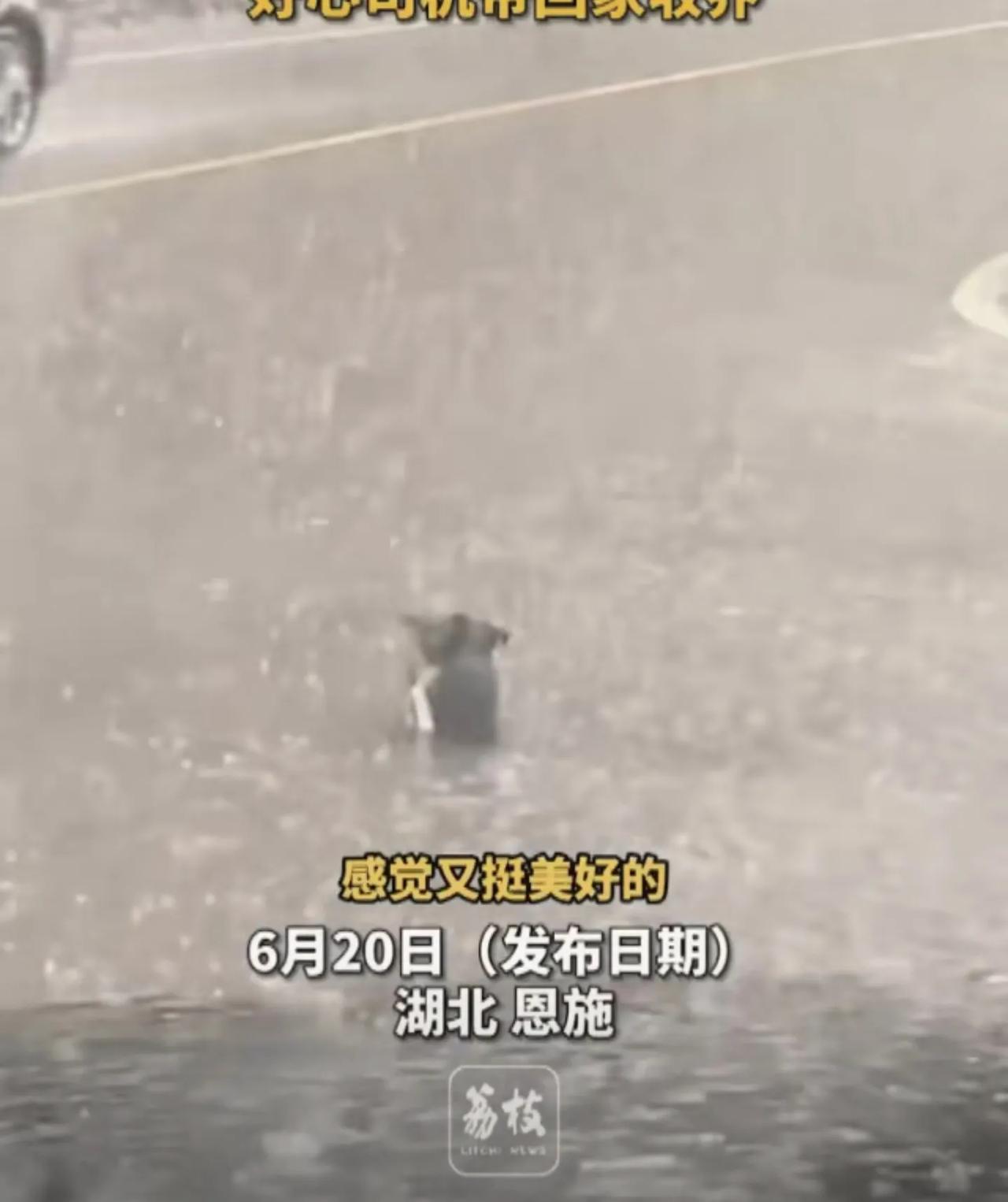 【暴雨中暖心一幕！两只落汤鸡小狗路边紧抱取暖，司机一个举动让网友泪崩】  

近