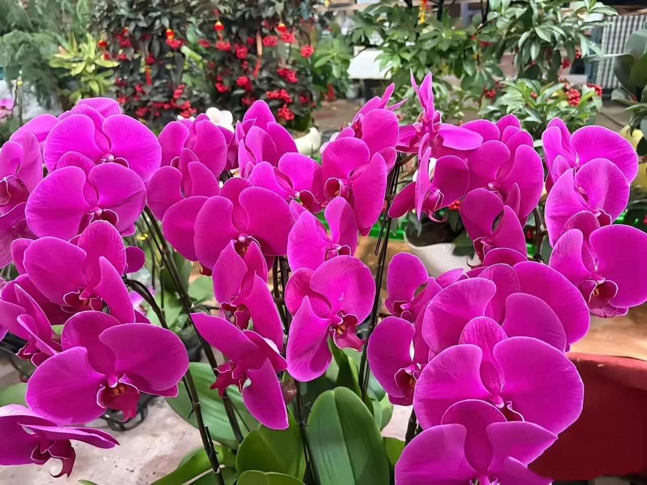 我和老伴都是退休教师，我的养老金比她高出三千多元。
我们是1983年毕业的师范生