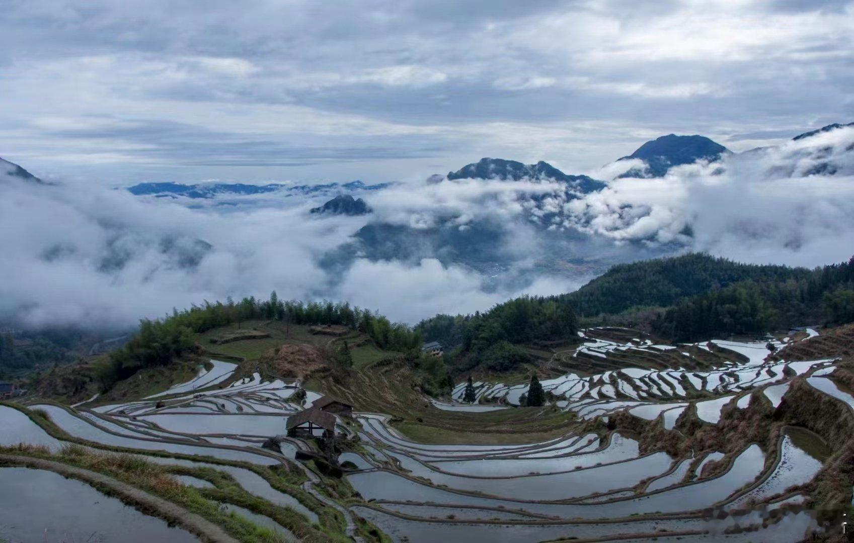 雨后梯田，云海涌动，群山云雾缭绕，宛若水墨画卷。 ​​​