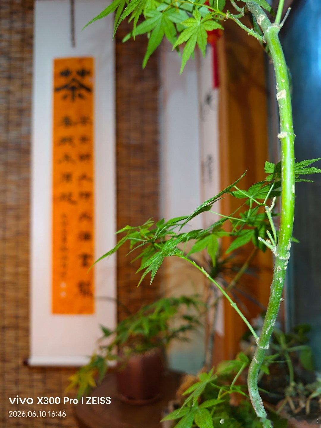 一茶一香亦入心一杯一韵亦清心 