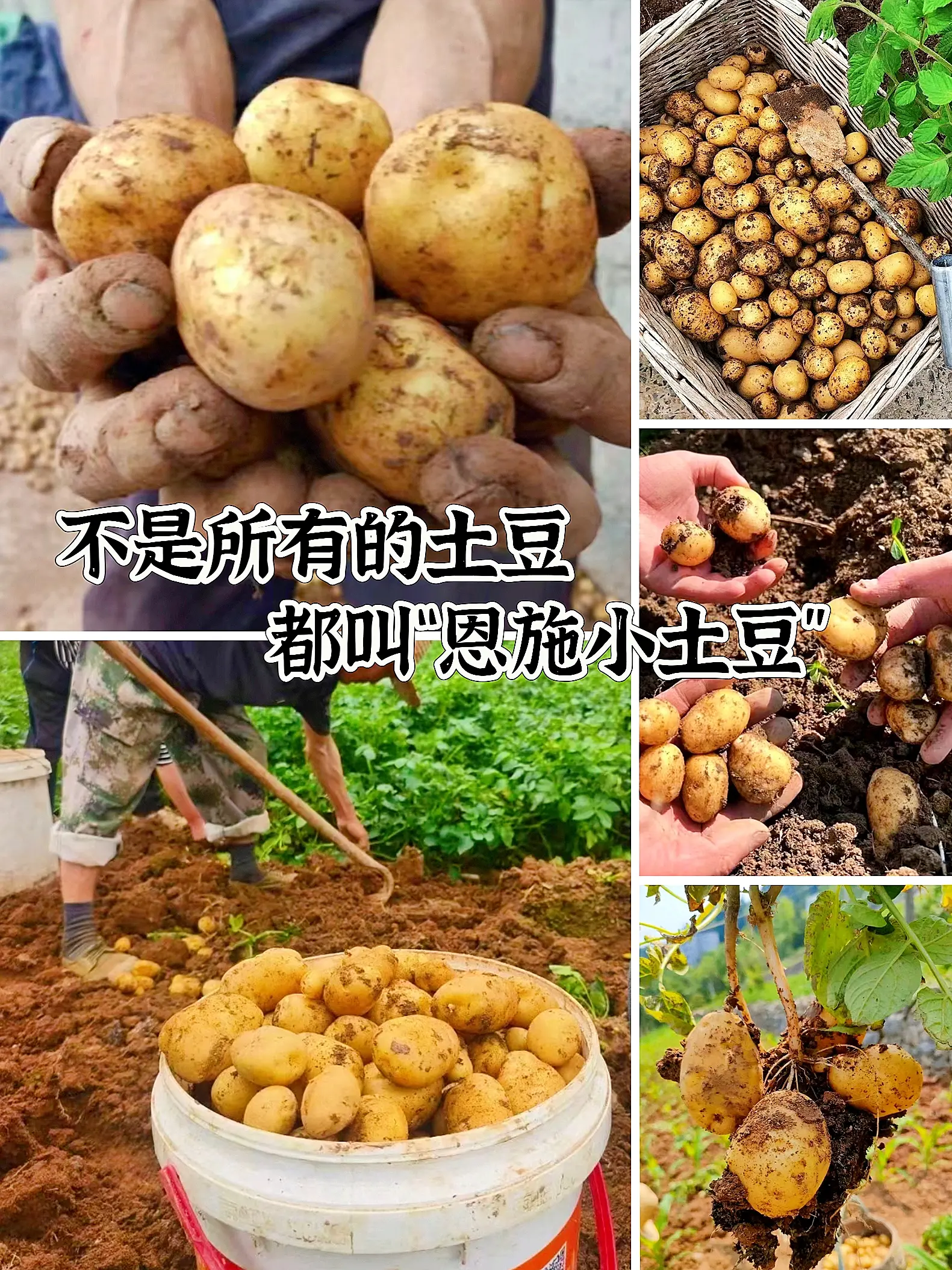 这个是湖北恩施的新鲜小土豆啊，都是现挖的，很新鲜，都是黄心的，不管是炒...