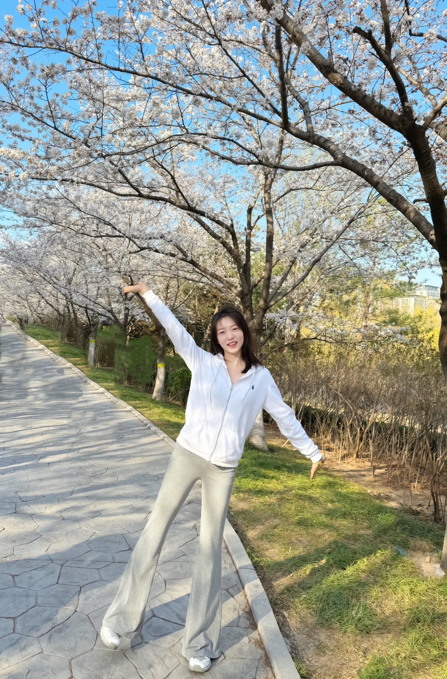 我想爱你浅浅不停息 樱花
