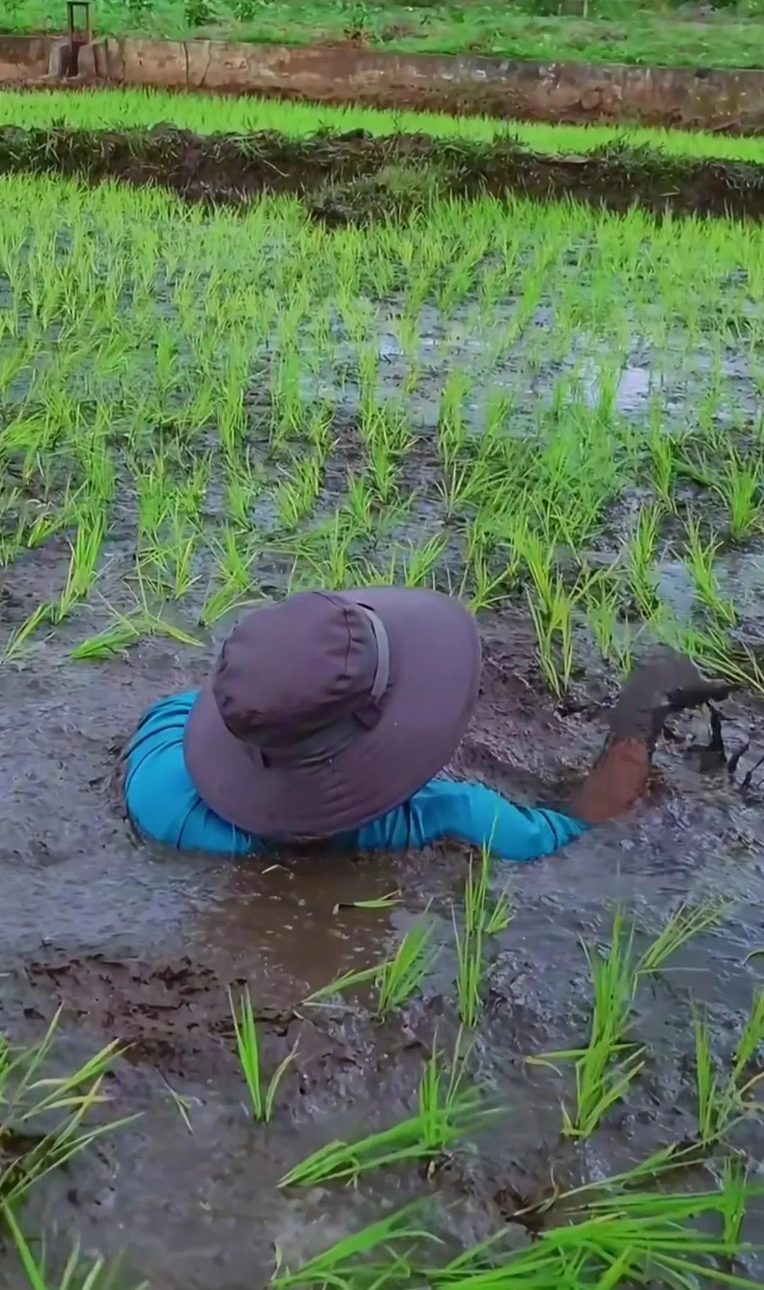 原来秧苗都是这么插的啊，长见识了！有机会了去体验一把。[捂脸]