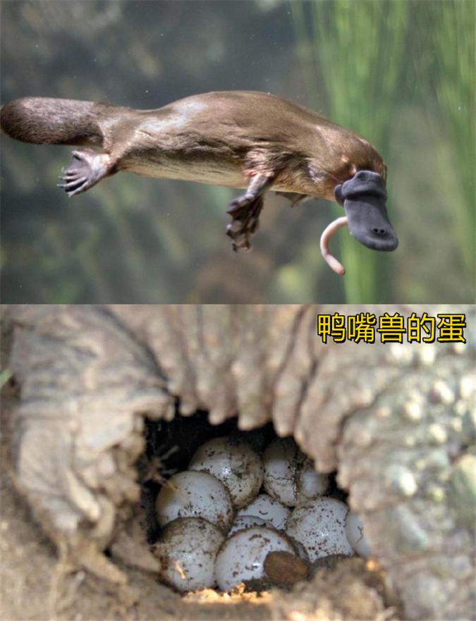 是先有鸡，还是先有蛋？从生物学的角度，答案非常明确，难回答的是哲学问题。
一个蛋