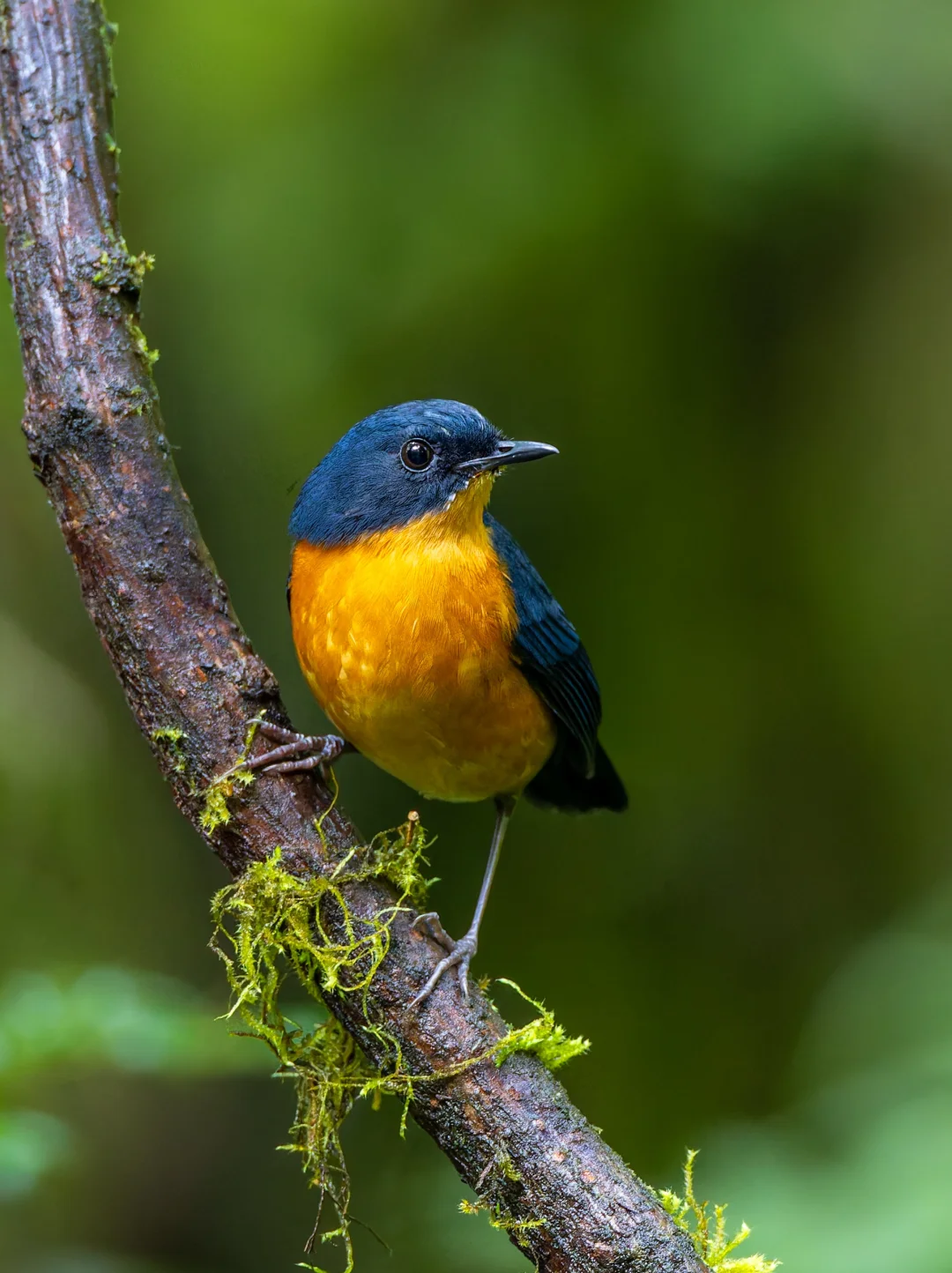 如愿看到隐藏在墨脱林下的锈腹短翅鸫