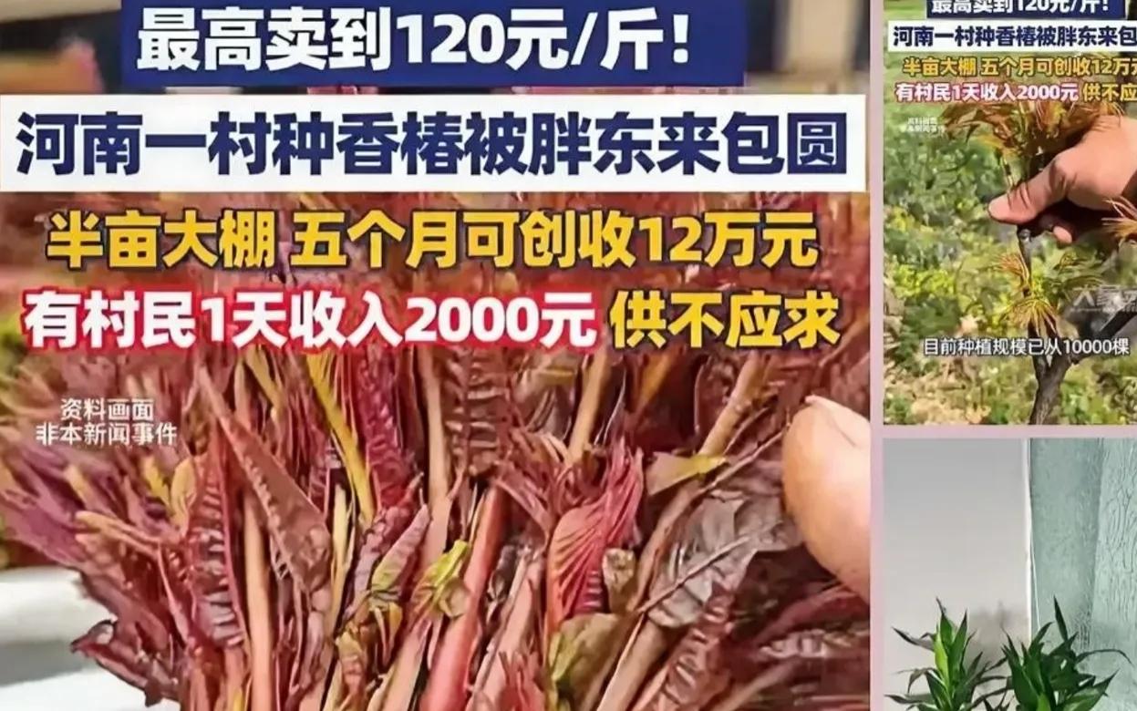 河南一村干部听战友说1斤香椿在上海能卖七八十元，这位村干部还真就信了，二话不说就