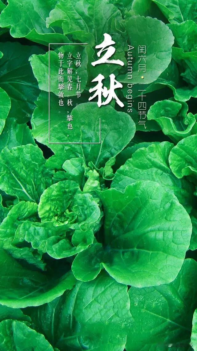 今日立秋，立秋过后，天气会渐渐转凉了，意味着夏天即将结束，秋天要来了。
听说立秋