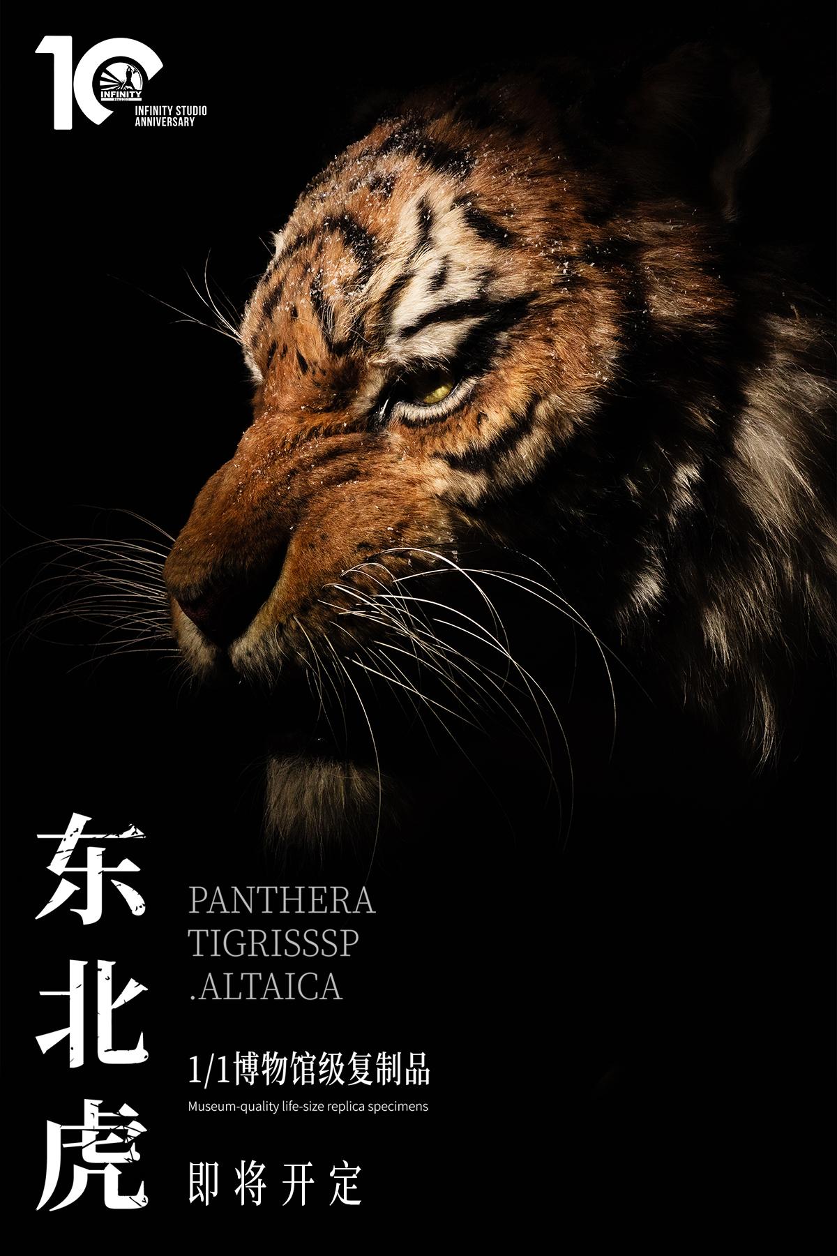 🐯琥珀瞳仁凝刻锋芒，王者之姿定格永恒。 开天出品「东北虎 1/1博物...
