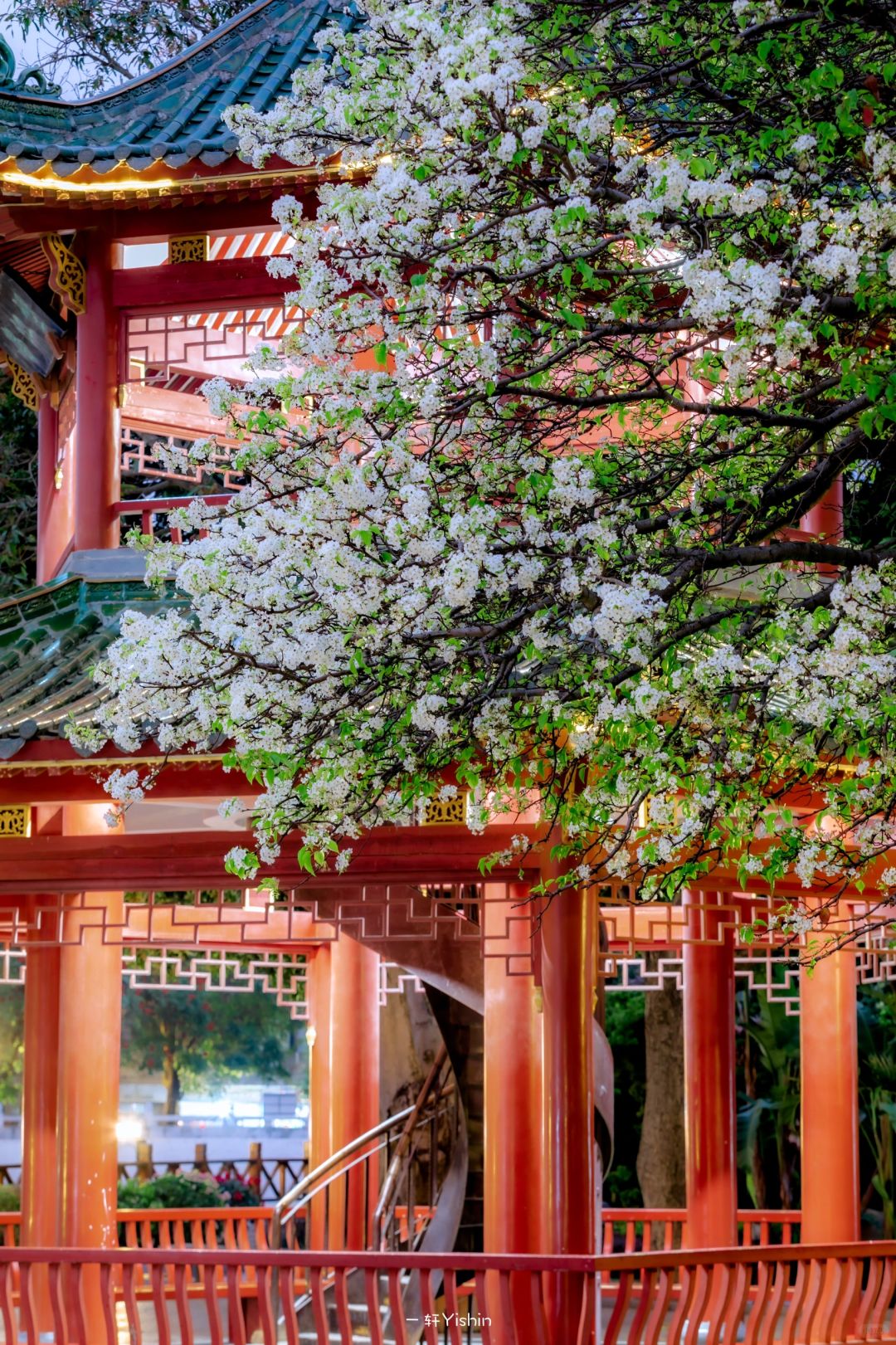 报名：汕头一年一度的“梨花”摄影大赛！