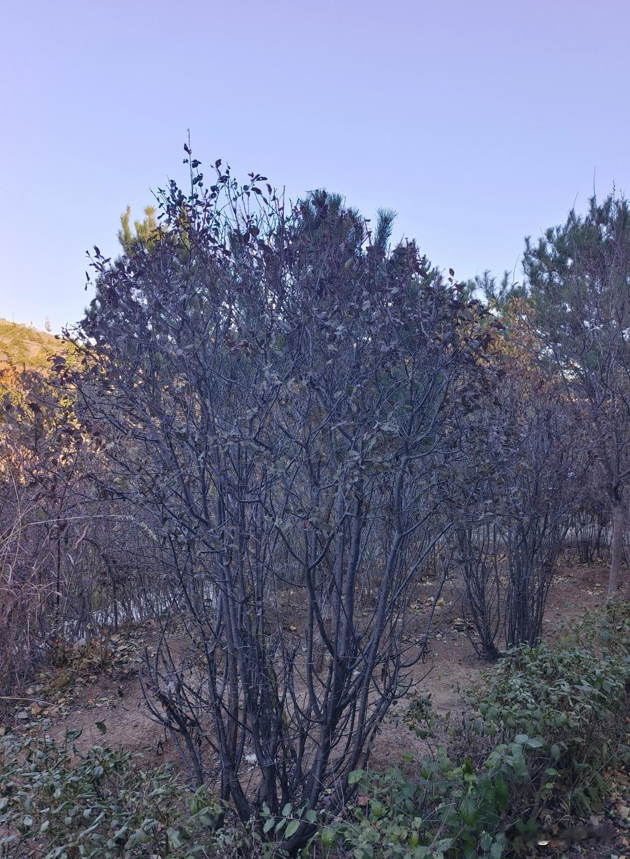 我喜欢的风景，有时并不在意它有多美，只要看着有点意境，能够打动我的内心，就非常喜