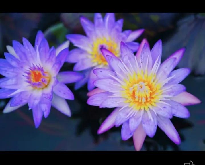 最近几天都有人说广州动物园已经派人去四川挑选大熊猫了，有人说可能是文静，很多人说