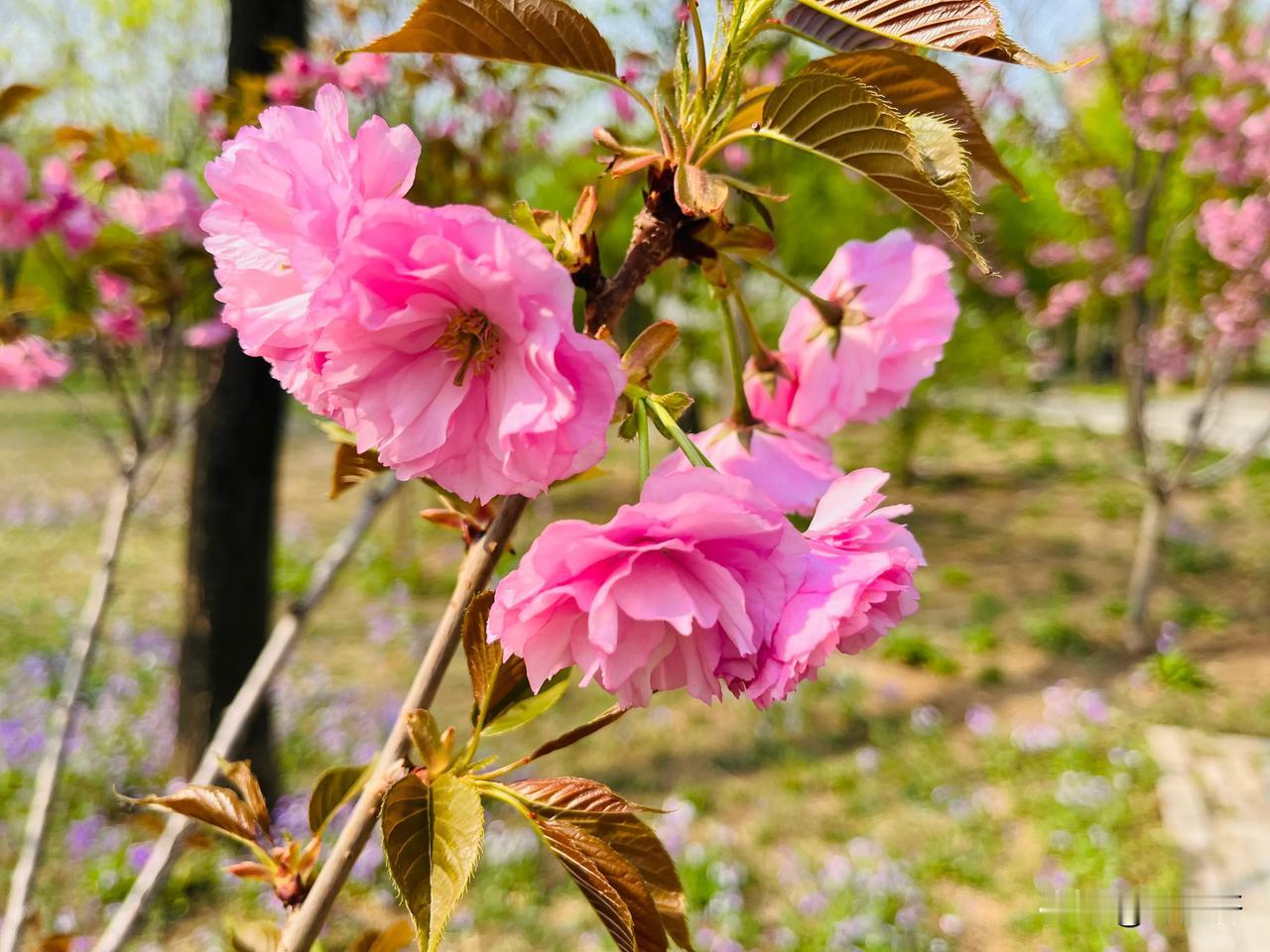 夕阳
张晓鹏
龙钟人伴夕阳红，晚菊留连绿树风。
行客棘槐亭畔北，栖鸦巢穴屋居东。
