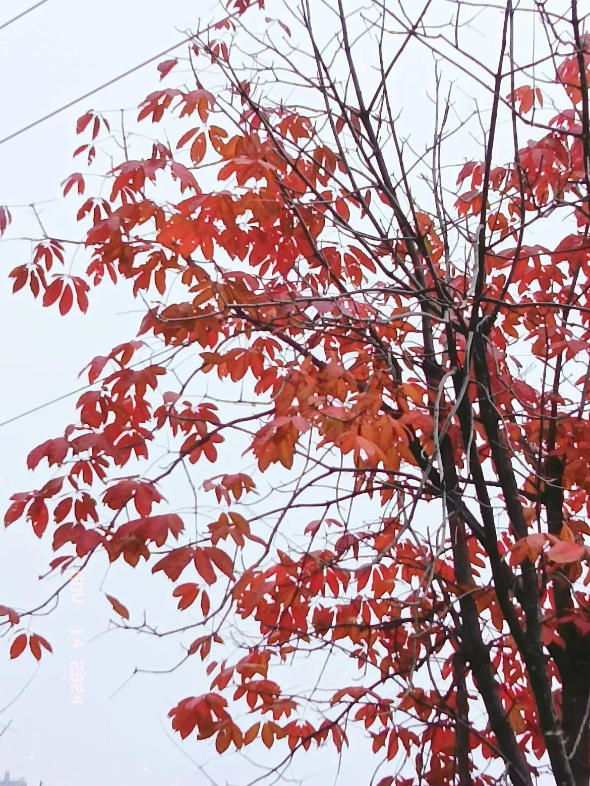 枫叶红于二月花