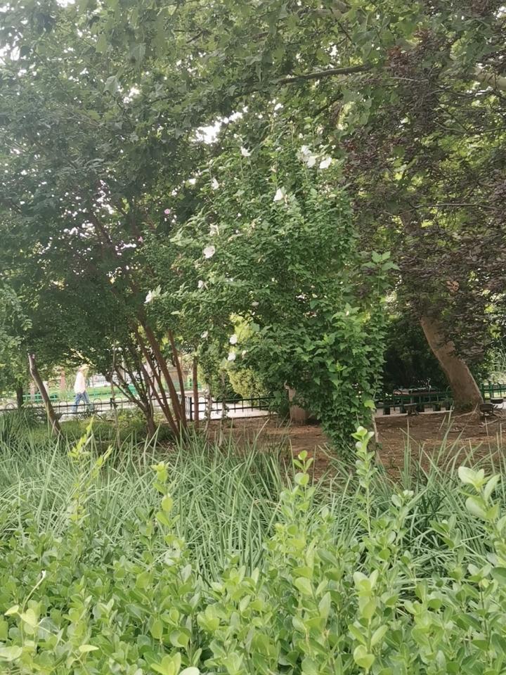圆林的设计，
真的很牛，
春夏秋冬四季，
一个公园，
总有不同品种的花，
在盛开