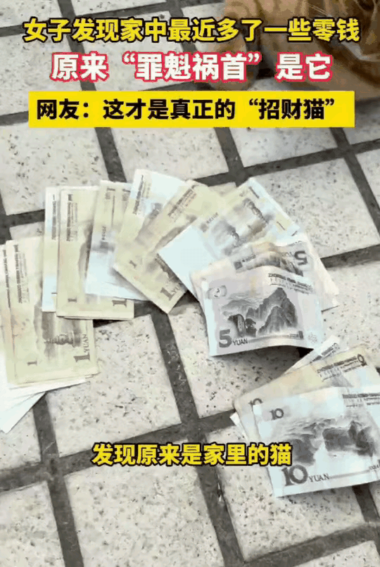 女子为猫咪偷的77元零钱特意买水果上门道歉的行为完全没必要，实属过度较真。在持这