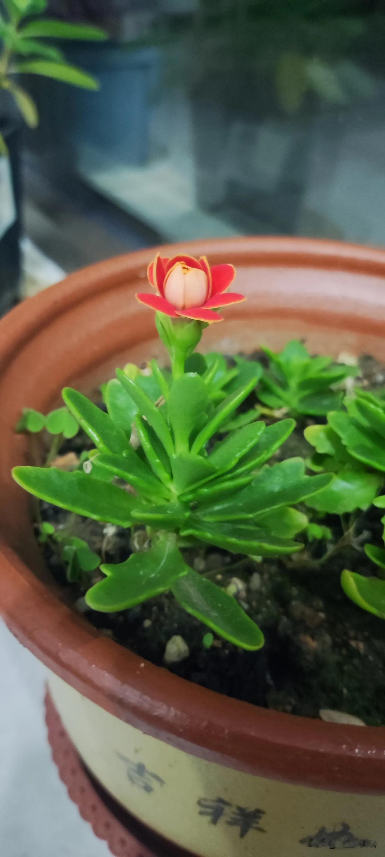 清风吹过小木屋，往事写满一本书。
红尘滚滚皆过客，举杯共庆有或无。