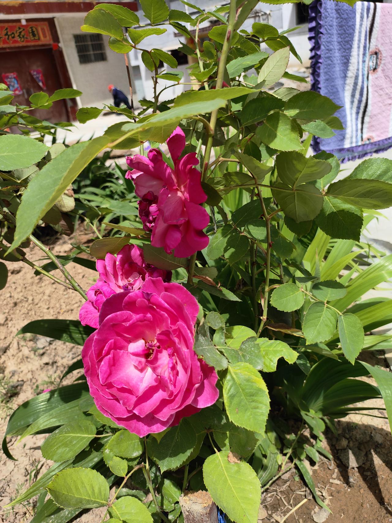 真心话茶局小院繁花次第开，玫瑰热烈，鸢尾清雅，蔷薇攀墙舒展。晴日暖风裹着草木清香