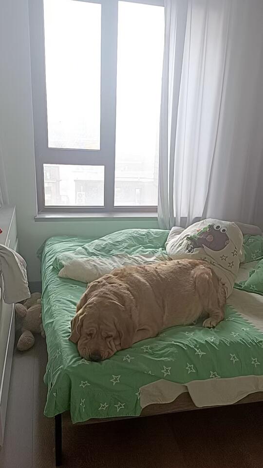 我妈的相机把小狗照化了